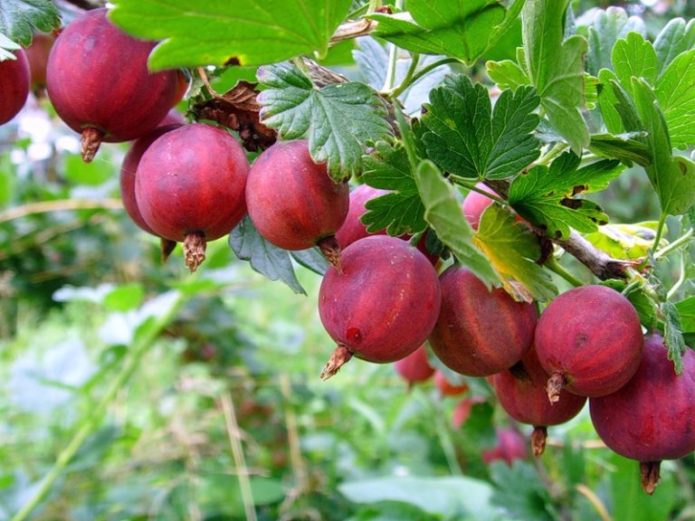 Kolobok beri Gooseberry