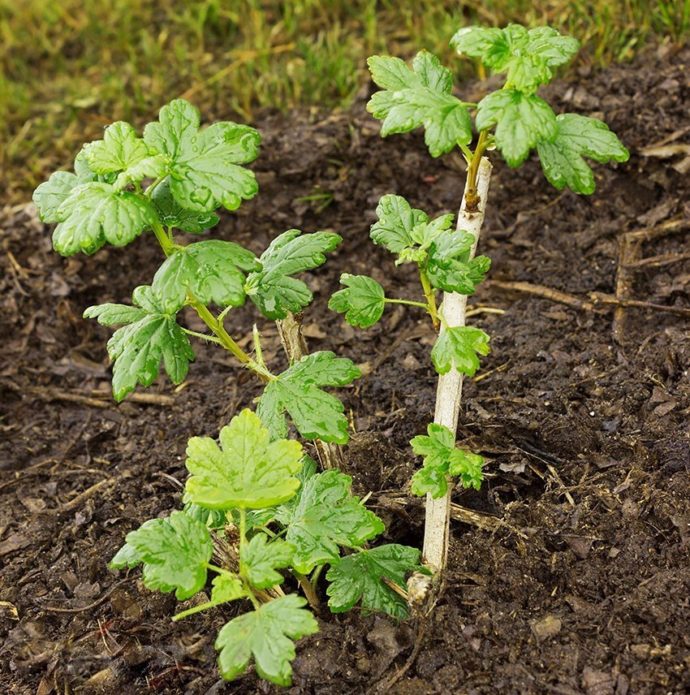 Gooseberry berpakaian teratas pada musim bunga