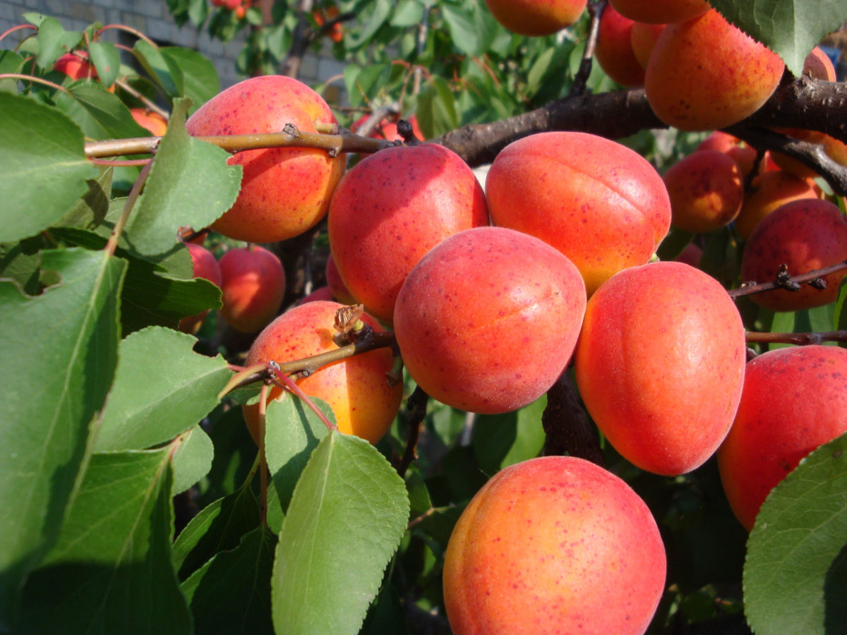 aprikot pipi merah