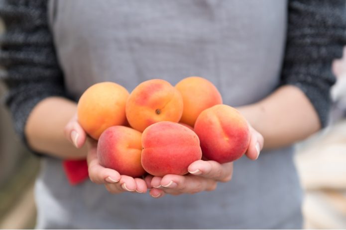 Buah aprikot dari pelbagai Krasnoschekiy