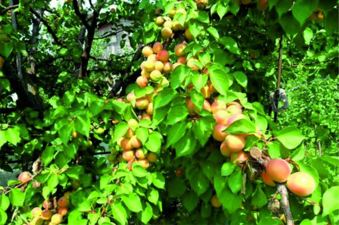 Pokok aprikot berwarna merah pipi