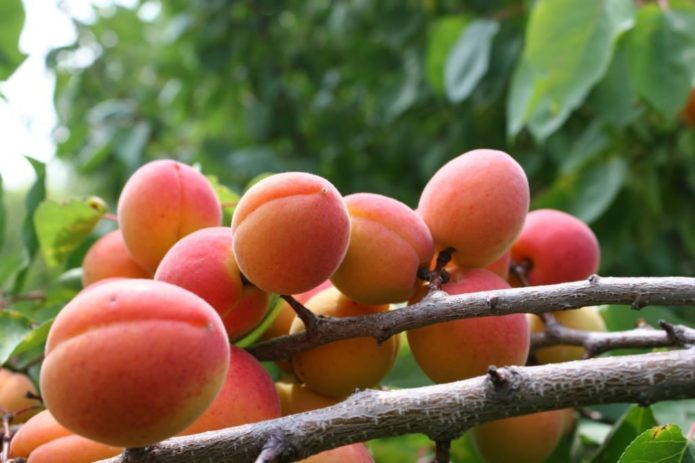 Buah aprikot berwajah merah di dahan