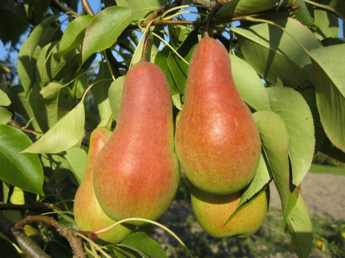 Buah pear Talgar kecantikan