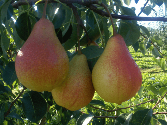 Clapp Kegemaran Pear