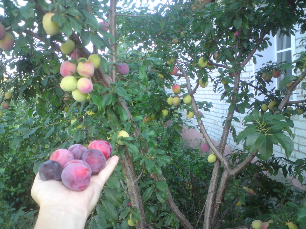 Cherry plum Kuban komet: kelebihan pelbagai dan cadangan untuk berkembang