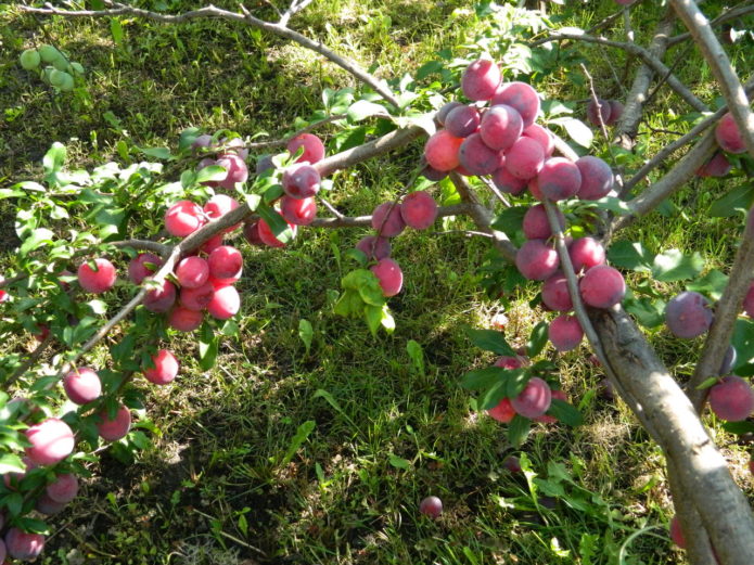 Buah ceri buah komet Kuban di atas pokok