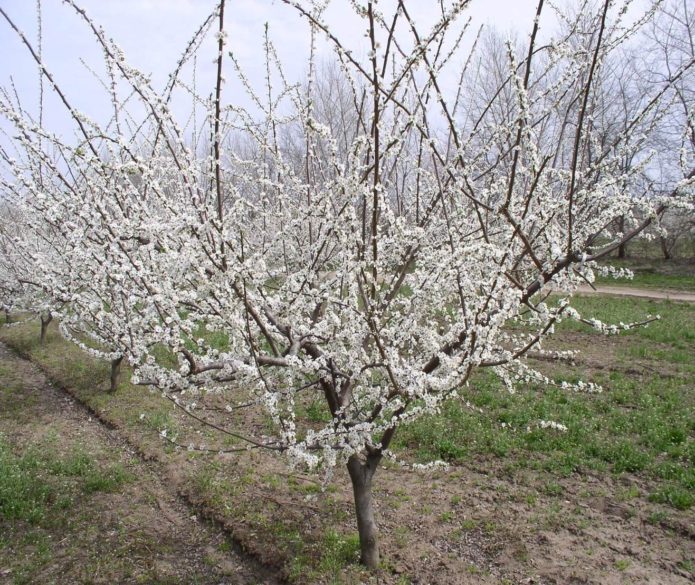 Komet Kuban bunga sakura