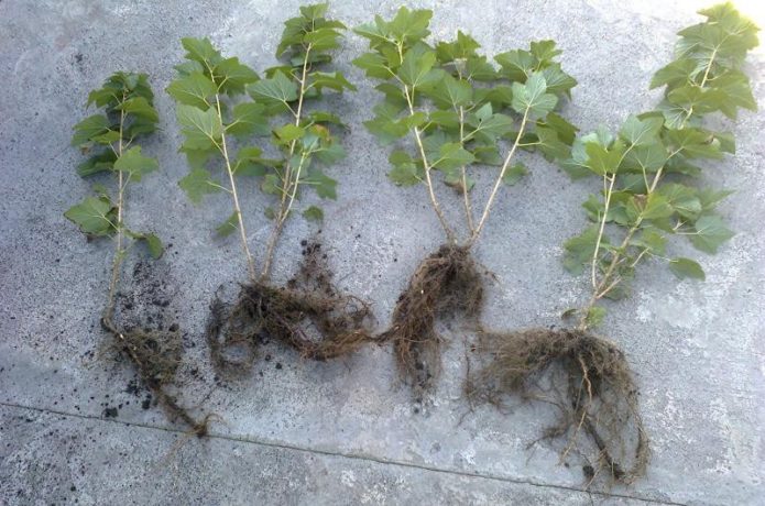 Anak pokok currant dengan sistem akar terbuka