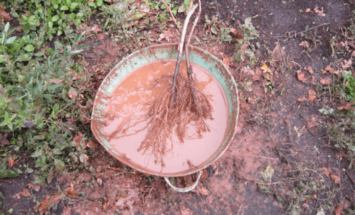 Pokok pucuk di tumbuk tanah liat