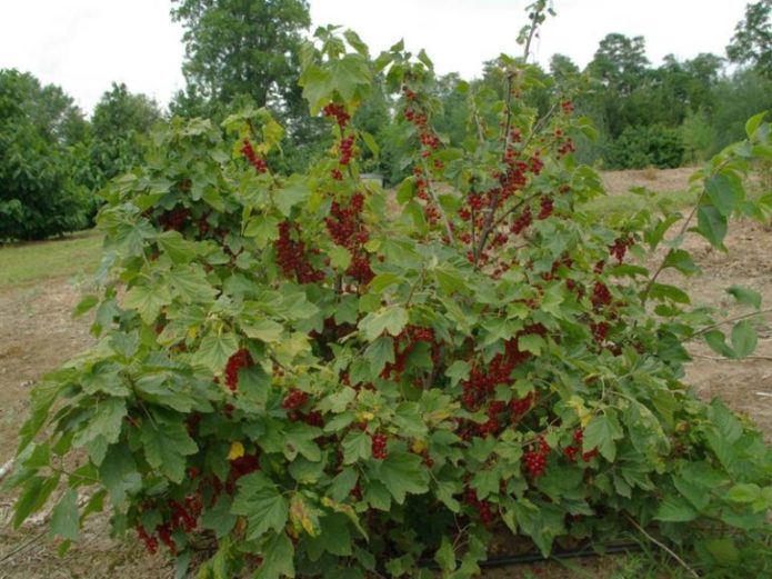 Belukar currant merah