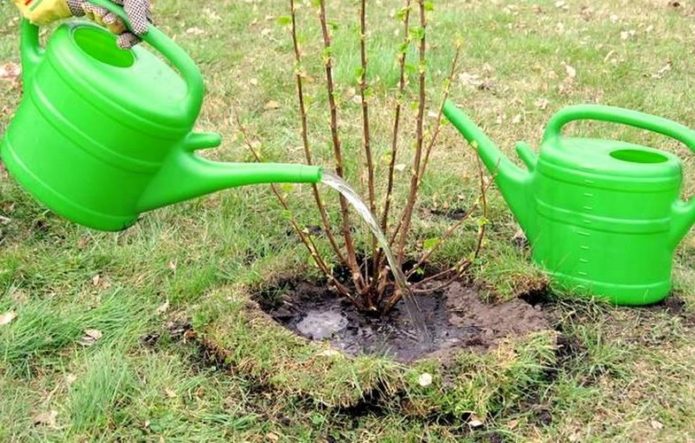 Menyiram anak pokok currant