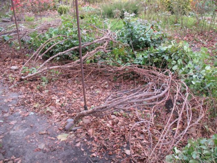 Actinidia kolomikta, dikeluarkan dari permadani