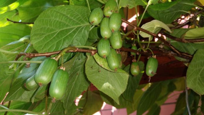 Pelbagai Actinidia Kolomikta September