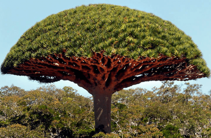 Pokok naga