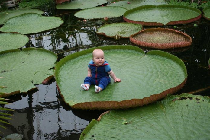 Baby on Amazon Victoria Leaf