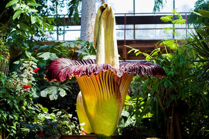 Amorphophallus titanic