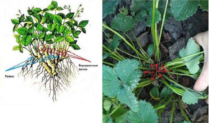 Belukar strawberi yang ditumbuhi