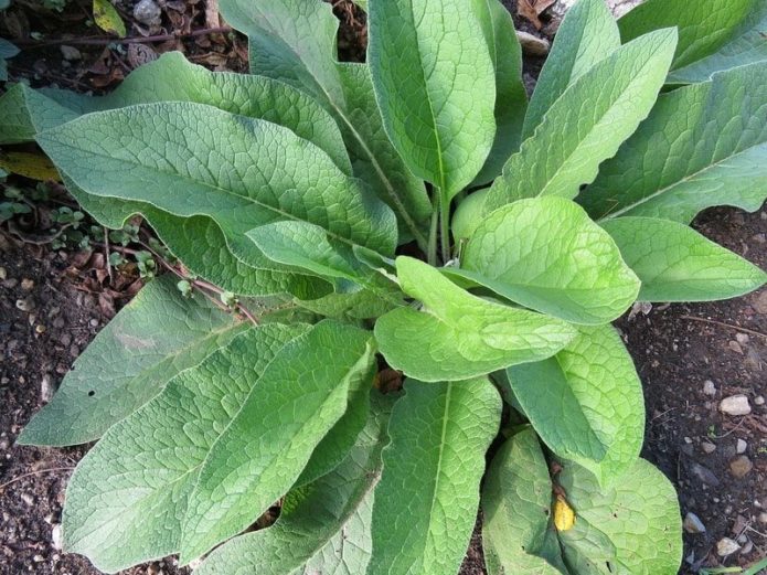 Comfrey