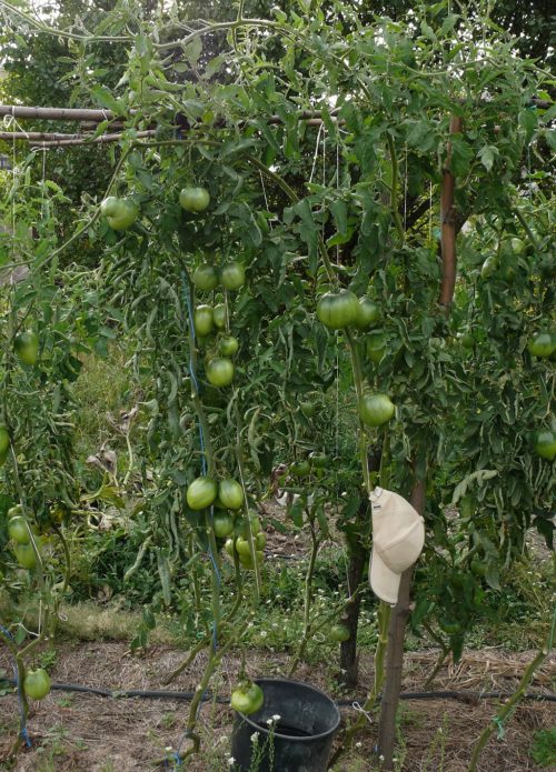 Teralis untuk tomato