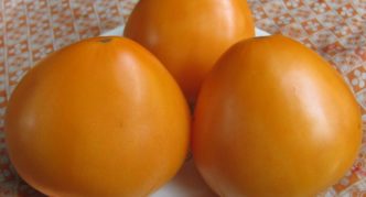 Tomato pelbagai Bovine jantung oren