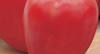 Tomato pelbagai merah jambu Bovine