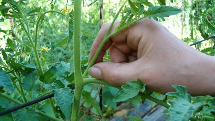 Mencubit anak tiri tomato