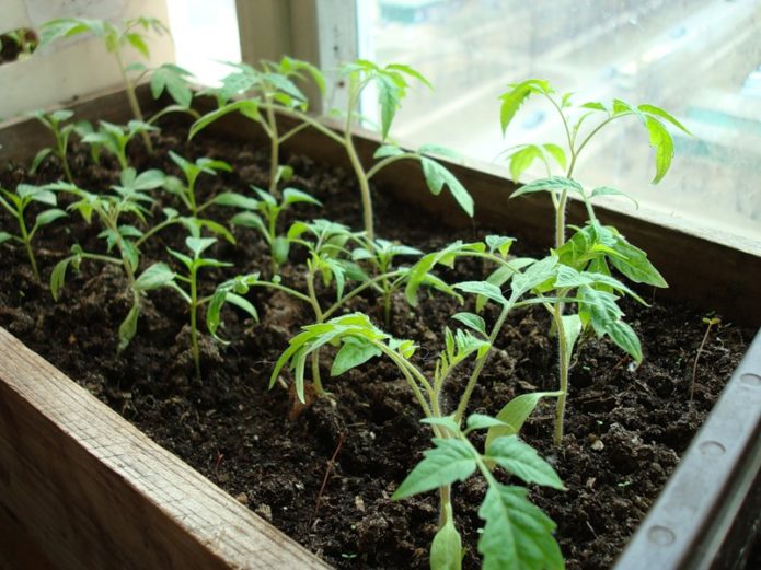 Anak benih tomato dalam kotak