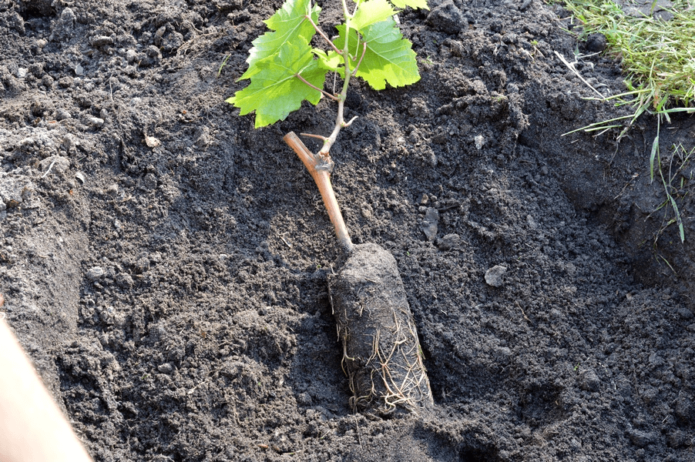 Anak pokok akar tertutup