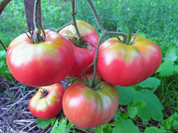 Tomato Benih Keras