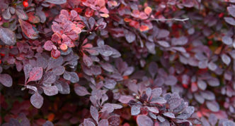 Barberry Thunberg Carmen