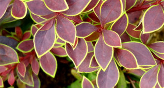 Cincin Emas Barberry Thunberg