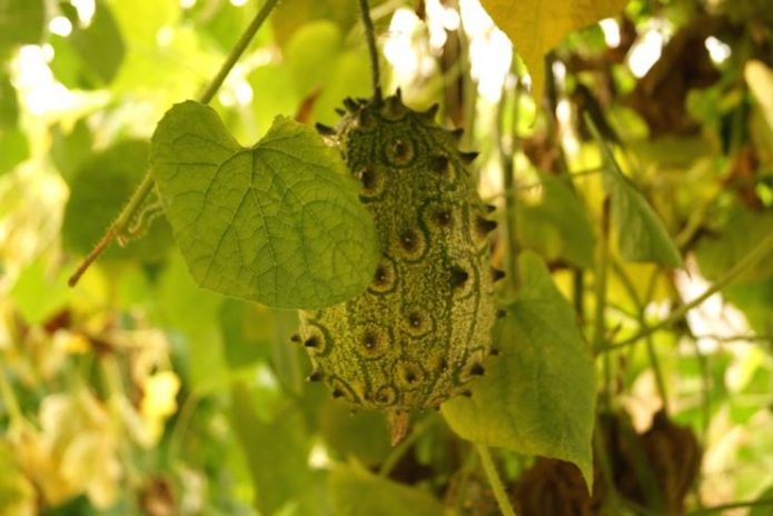 Kiwano di dahan