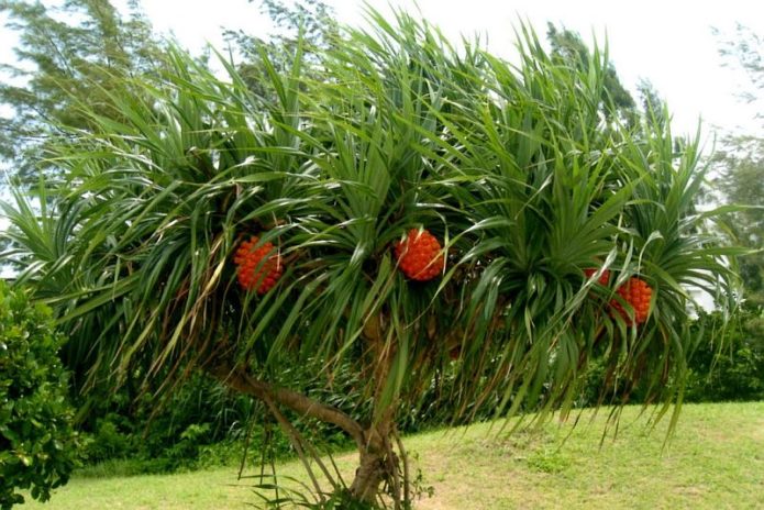 Pandana di atas pokok