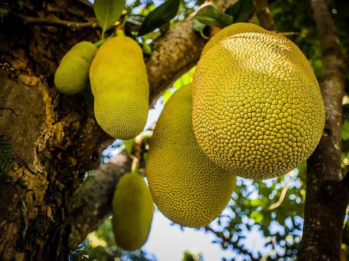 Marang di sebatang pokok