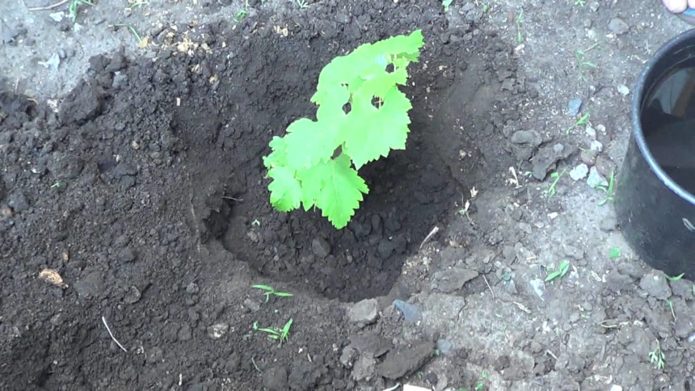 Memperdalam anak pokok anggur