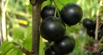 Pelbagai currant hitam Kipiana