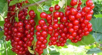 Varieti currant merah Jonker Van Tets