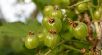 Pelbagai currant hijau Galitsky burshtyn