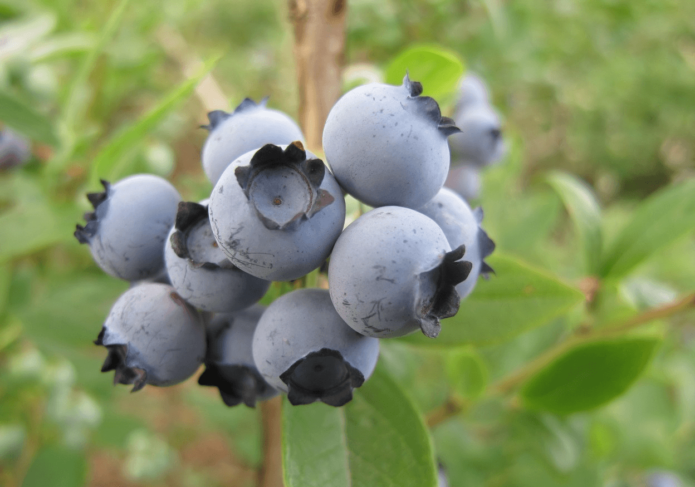 Beri Blueberry