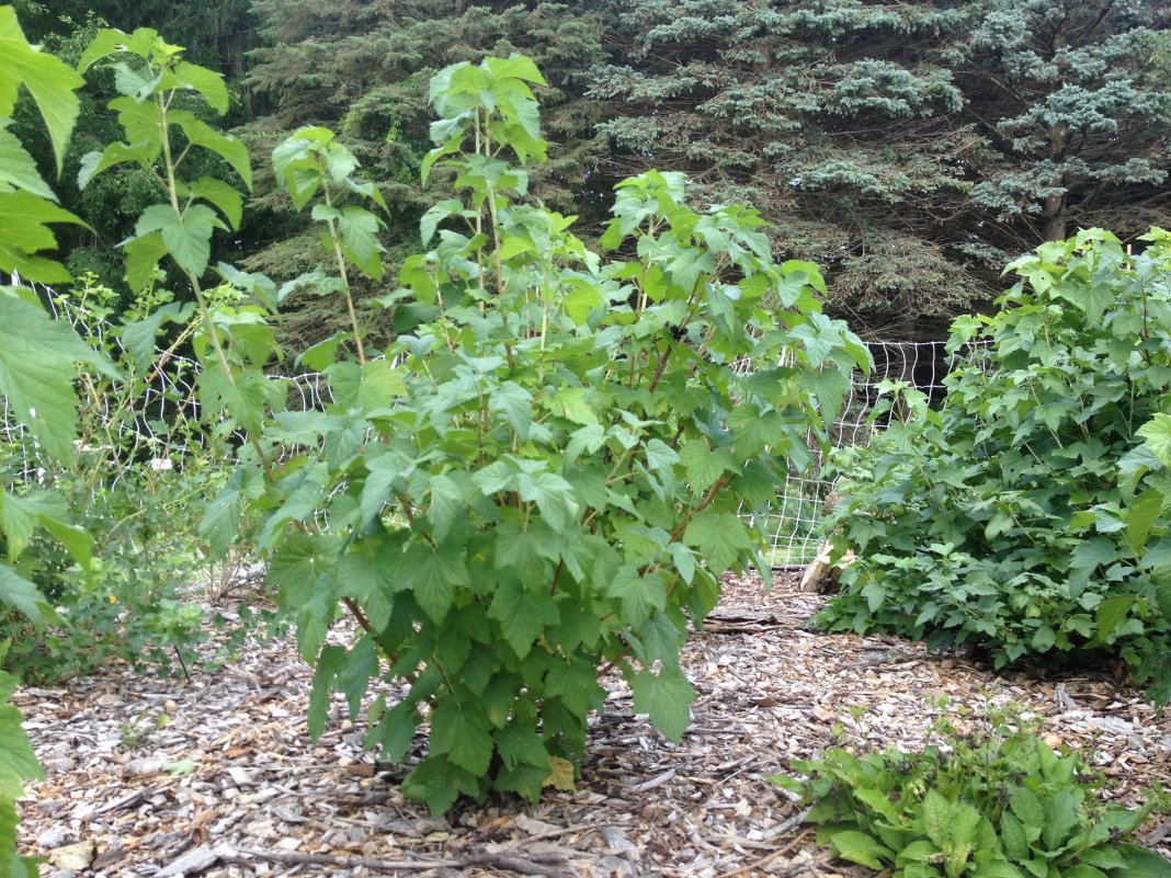 Belukar currant