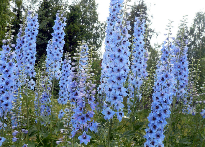 Delphinium