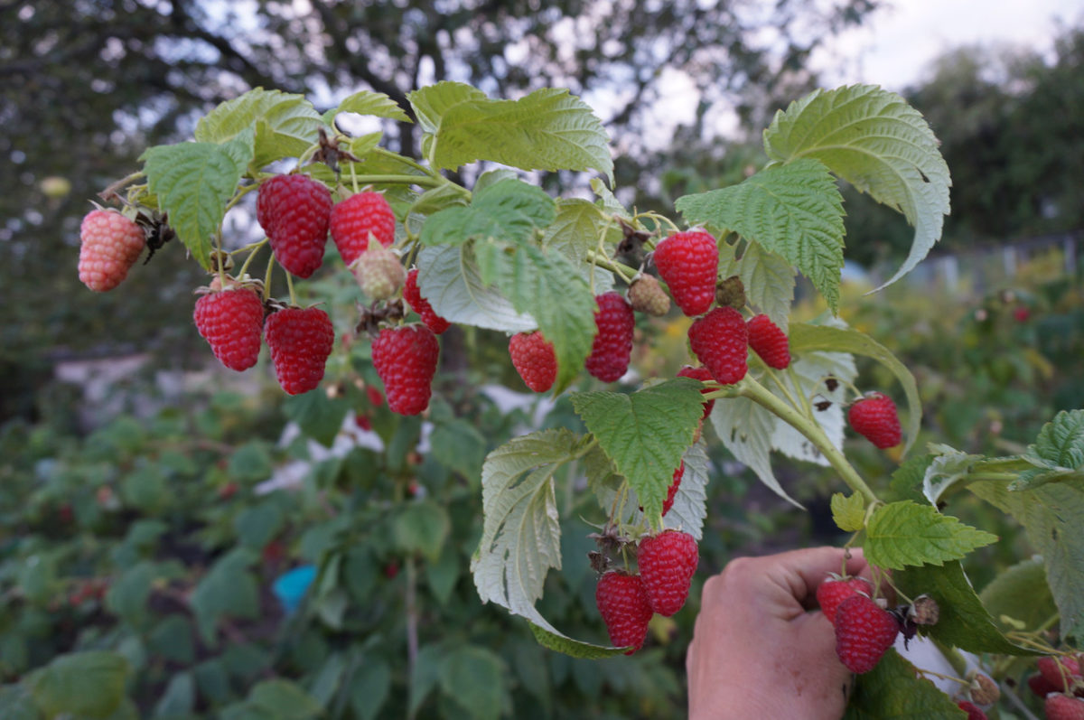 Burung Burung Raspberry