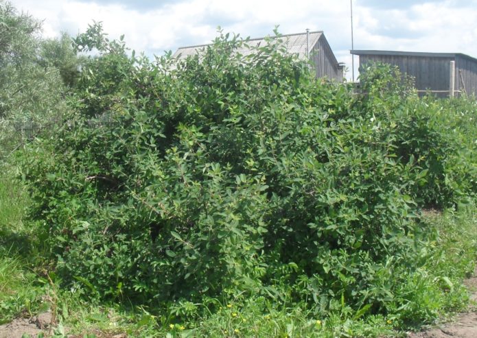 Belukar Honeysuckle