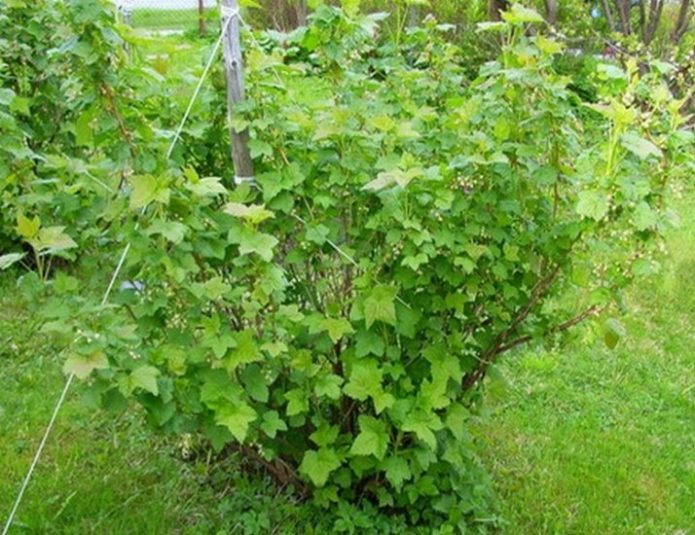 Belukar currant Pygmy