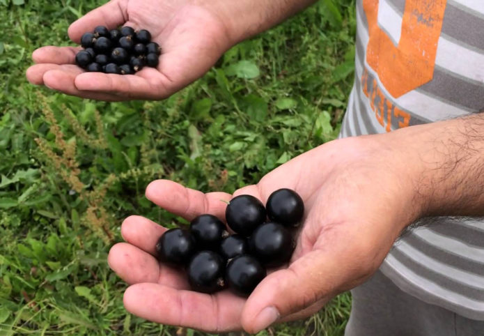 Bandingkan varieti currant yang serupa dengan Pygmy