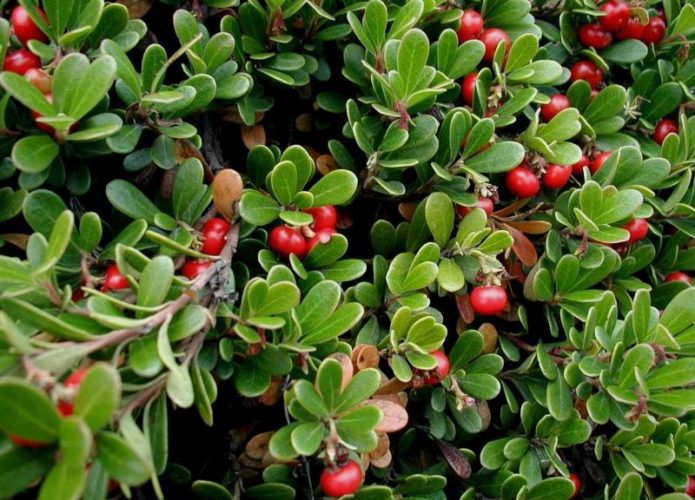 Bearberry