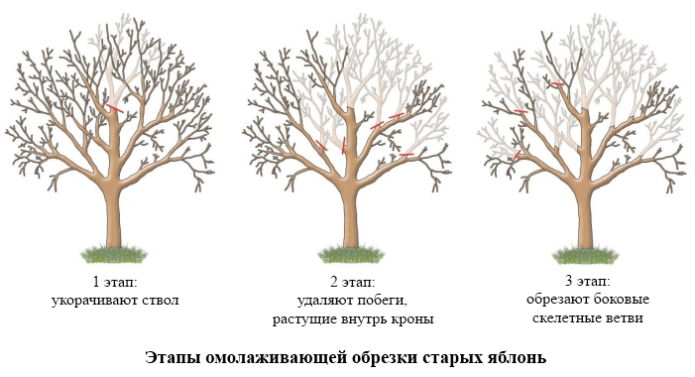 Tahap pemangkasan pokok epal yang meremajakan dalam gambar