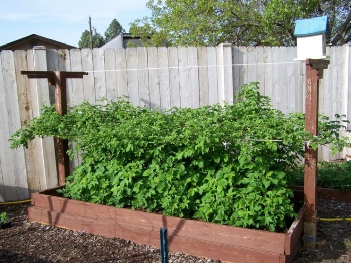 Raspberi di taman yang hangat