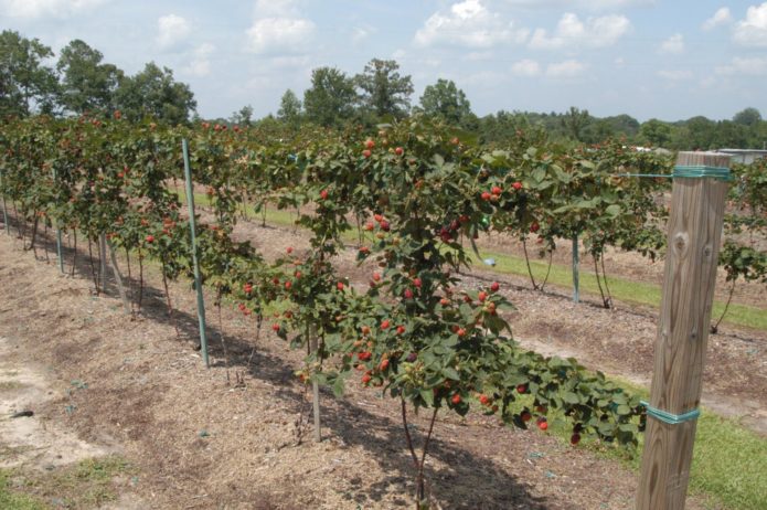 Raspberry yang diperbaiki pada trellis