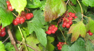 Daun viburnum berbintik